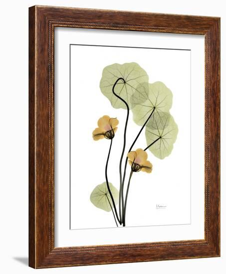 Nasturtiums L192-Albert Koetsier-Framed Photographic Print