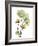 Nasturtiums L192-Albert Koetsier-Framed Photographic Print