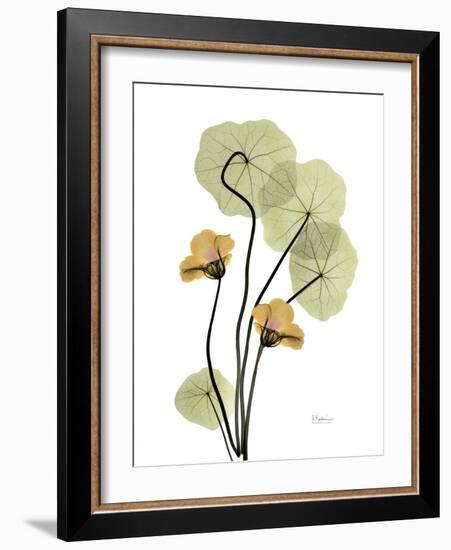 Nasturtiums L192-Albert Koetsier-Framed Photographic Print