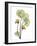 Nasturtiums L192-Albert Koetsier-Framed Photographic Print