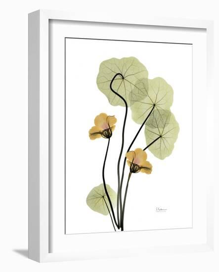 Nasturtiums L192-Albert Koetsier-Framed Photographic Print