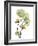 Nasturtiums L192-Albert Koetsier-Framed Photographic Print