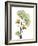 Nasturtiums L192-Albert Koetsier-Framed Photographic Print