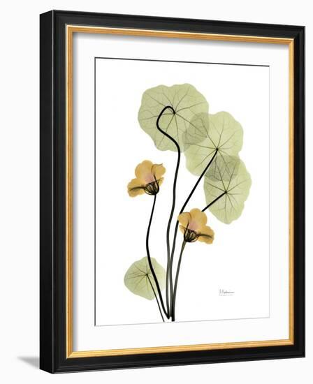 Nasturtiums L192-Albert Koetsier-Framed Photographic Print