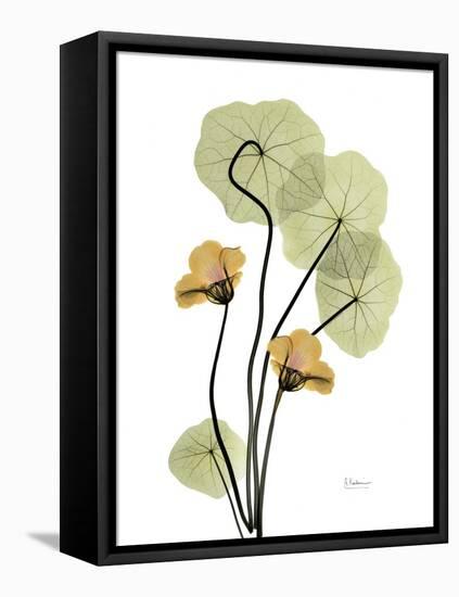 Nasturtiums L192-Albert Koetsier-Framed Premier Image Canvas