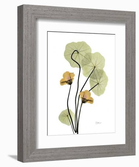 Nasturtiums L192-Albert Koetsier-Framed Photographic Print