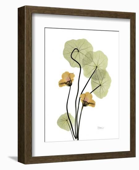 Nasturtiums L192-Albert Koetsier-Framed Photographic Print