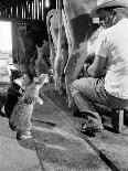 Cats Blackie and Brownie Catching Squirts of Milk During Milking at Arch Badertscher's Dairy Farm-Nat Farbman-Photographic Print