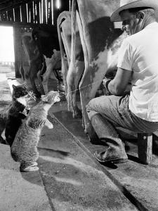 Cats Blackie and Brownie Catching Squirts of Milk During Milking at Arch Badertscher's Dairy Farm by Nat Farbman