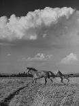 Mare and Colt Running across Open Field, with Billowy Clouds in Sky-Nat Farbman-Photographic Print