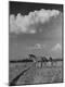 Photographic Print