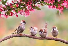 Birds Sparrow with Little Chicks Sitting on a Wooden Fence in the Village Garden Surrounded by Yab-Nataba-Mounted Photographic Print