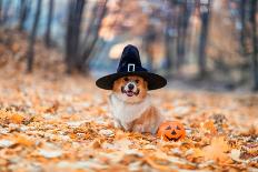 Cute Corgi Dog in Fancy Black Hat Sitting in Autumn Park with Pumpkin for Halloween-Nataba-Framed Photographic Print