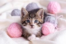 Striped Cat Playing with Pink and Grey Balls Skeins of Thread on White Bed. Little Curious Kitten L-Natali Kuzina-Mounted Photographic Print