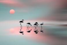 Family Flamingos-Natalia Baras-Framed Premier Image Canvas