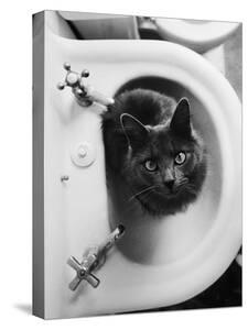 Animals Black And White Photography Canvas Art For Sale Prints