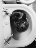 Cat Sitting In Bathroom Sink-Natalie Fobes-Framed Premier Image Canvas