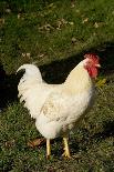 White Rooster-Natalie Tepper-Photo