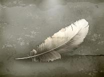 Feather, Old-Style-Nataliia Natykach-Art Print