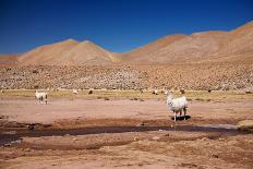 Lamas in Atacama Desert, Chile-Nataliya Hora-Photographic Print
