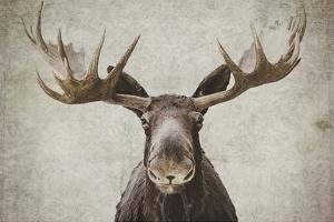 Elmer by Natasia Cook