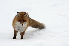 Fox in Snow-natburr-Framed Photographic Print
