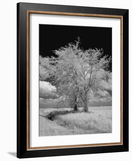 Natchez Trace Parkway, Mississippi-Carol Highsmith-Framed Photo