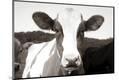 Premium Photographic Print