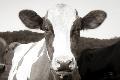 Premium Photographic Print