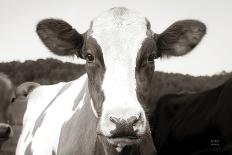 Highland Cow Staring Contest-Nathan Larson-Photographic Print