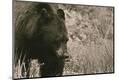 Premium Photographic Print