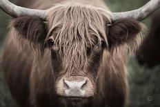 Highland Cow Do Neutral-Nathan Larson-Photographic Print