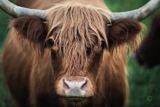 Highland Cow Staring Contest-Nathan Larson-Photographic Print