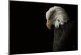 Premium Photographic Print