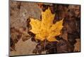 Premium Photographic Print