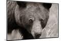 Premium Photographic Print