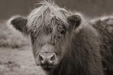 Highland Cow Staring Contest-Nathan Larson-Photographic Print