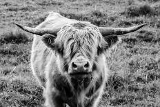 Highland Cow Staring Contest-Nathan Larson-Photographic Print