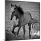 Premium Photographic Print