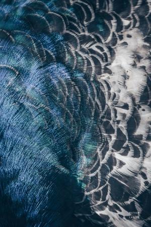 PeacockStudyII-PhotographicPrint,8x12