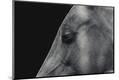 Premium Photographic Print