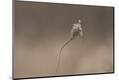 Premium Photographic Print