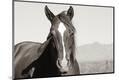Premium Photographic Print