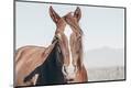 Premium Photographic Print