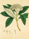 Indian Botanicals II-Nathaniel Wallich-Art Print