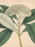 Vintage Botanicals I - Noir-Nathaniel Wallich-Giclee Print
