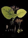 Indian Botanicals II-Nathaniel Wallich-Art Print