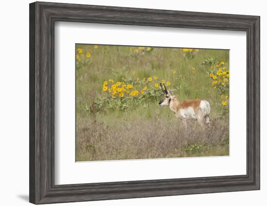 National Bison Range, Montana Pronghorn buck standing in a field of arrow-leaved balsamroot-Janet Horton-Framed Photographic Print