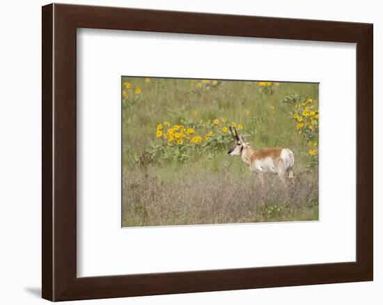 National Bison Range, Montana Pronghorn buck standing in a field of arrow-leaved balsamroot-Janet Horton-Framed Photographic Print