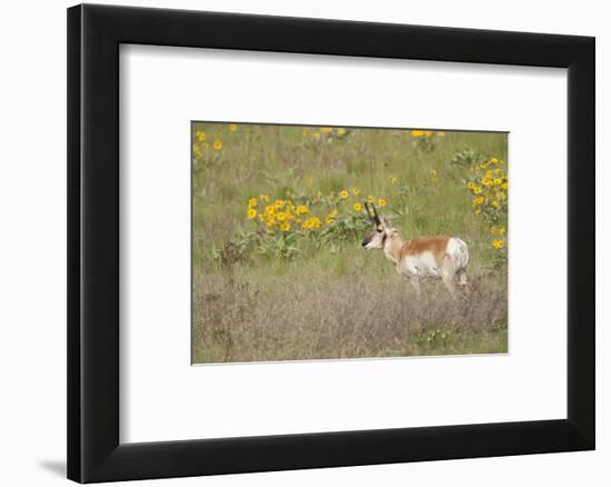 National Bison Range, Montana Pronghorn buck standing in a field of arrow-leaved balsamroot-Janet Horton-Framed Photographic Print